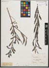 Foto von Salix purpurea L.